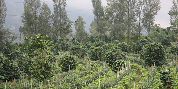 Farm land during an overcast day